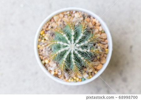 small decorative cactus in pot small decorative cactus in pot 68998700
