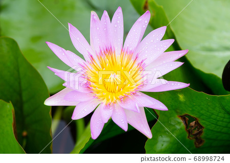 Water lilies aquatic herbs in temperate and Water lilies aquatic herbs in temperate and 68998724