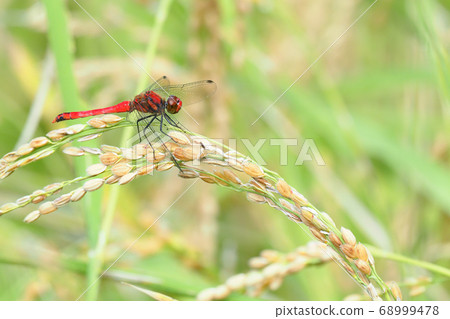 Natsu Akane(男性)停在稻田裡 Natsu Akane(男性)停在稻田裡 68999478