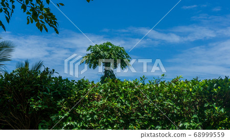 papaya tree with fruits in nature with blue sky 68999559