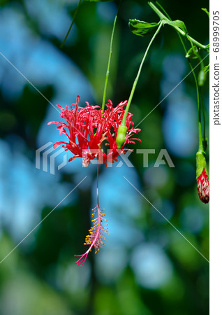 Hibiscus (Furin Buddha Kuwahana) Hibiscus (Furin Buddha Kuwahana) 68999705