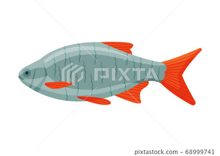 Roachfish Freshwater Fish, Fresh Aquatic Fish Species Cartoon Vector Illustration 68999741