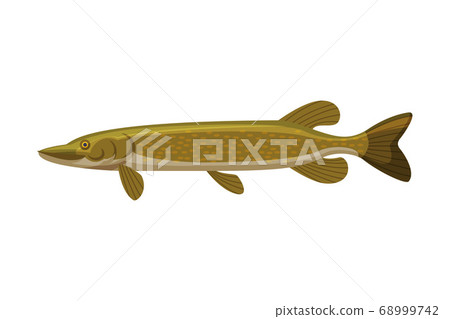 Pike Freshwater Fish, Fresh Aquatic Fish Species Cartoon Vector Illustration 68999742