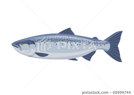 Salmon Fish, Fresh Aquatic Sea Fish Species Cartoon Vector Illustration 68999744