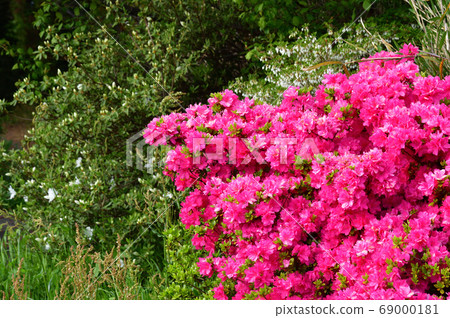 鮮綠色的杜鵑花密密麻麻的粉紅色花朵和黃綠色葉子的照片 69000181