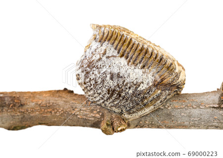Closed-up of Mantis' dried eggs pod stuck to the saffron dry branch on white background. Closed-up of Mantis' dried eggs pod stuck to the saffron dry branch on white background. 69000223