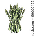 Hand-drawn watercolor image of asparagus. JPEG 69000492