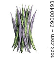 Hand-drawn watercolor image of a green beans. JPEG 69000493