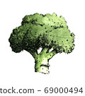 Hand-drawn watercolor image of broccoli. JPEG only 69000494
