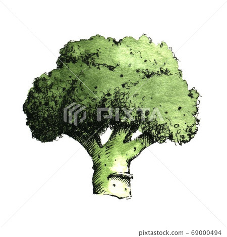 Hand-drawn watercolor image of broccoli. JPEG only Hand-drawn watercolor image of broccoli. JPEG only 69000494