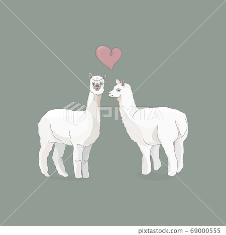Vector illustration of two llamas or alpacas and a heart between them. 69000555