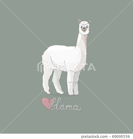 Vector illustration of a llama or alpaca in full growth. Cartoon pastel colors 69000556