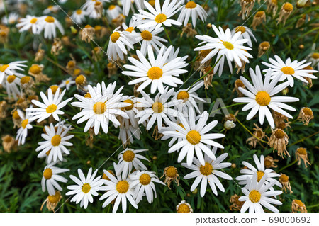 Chamomile flowers - floral background Chamomile flowers - floral background 69000692