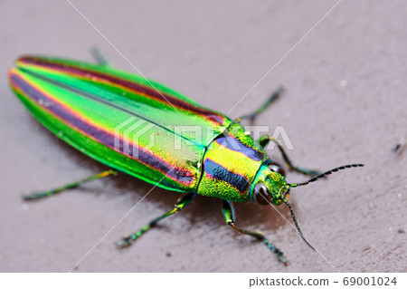 Insect bug 69001024