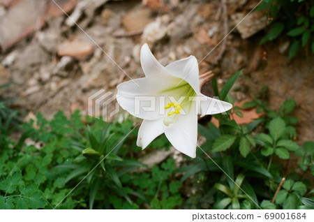 麟山鼻步道百合花 69001684