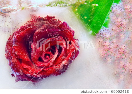 rose in ice rose in ice 69002418