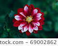 Dahlia 69002862