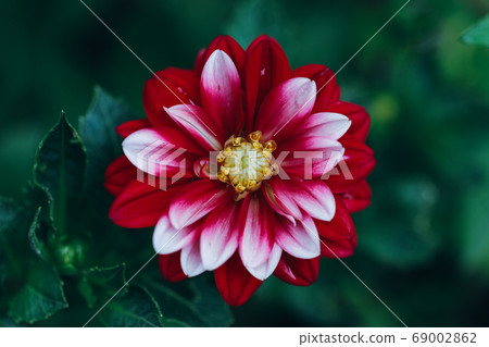 Dahlia 69002862