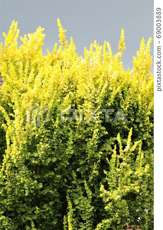 Golden elm shines against a dark sky Golden elm shines against a dark sky 69003889
