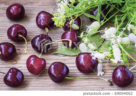 Big sweet juicy cherries, foliage and flowers on Big sweet juicy cherries, foliage and flowers on 69004002
