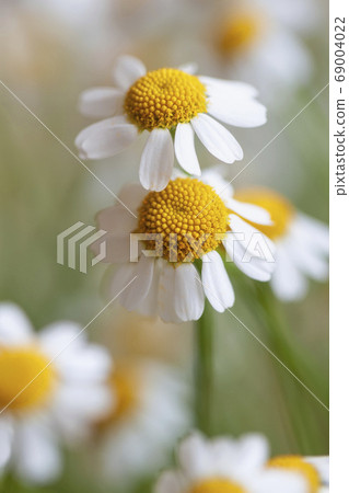 Pair of picturesque wild daisies close-up, 69004022
