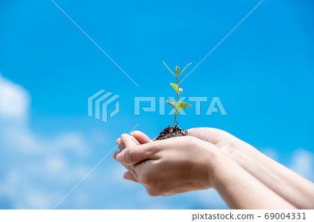 Young plants and the soil in farmer's hands holding is ready to plant with sky background Young plants and the soil in farmer's hands holding is ready to plant with sky background 69004331