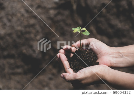 Young plants and the soil in farmer's hands holding is ready to plant concept eco earth day Young plants and the soil in farmer's hands holding is ready to plant concept eco earth day 69004332