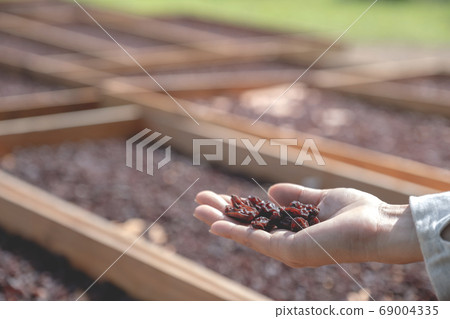 Currant in young woman hand in front of organic raisin drying yard Currant in young woman hand in front of organic raisin drying yard 69004335
