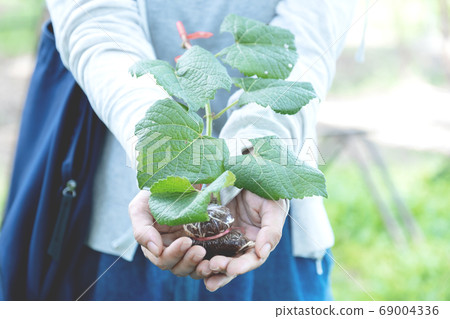A grapevine in the hand of a young woman Ready to plant, ECO earth day concept A grapevine in the hand of a young woman Ready to plant, ECO earth day concept 69004336
