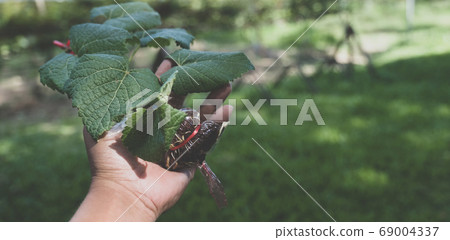 A grapevine in the hand of a young woman Ready to plant, ECO earth day concept A grapevine in the hand of a young woman Ready to plant, ECO earth day concept 69004337