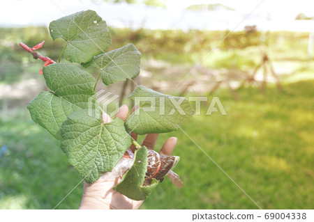 A grapevine in the hand of a young woman Ready to plant, ECO earth day concept A grapevine in the hand of a young woman Ready to plant, ECO earth day concept 69004338