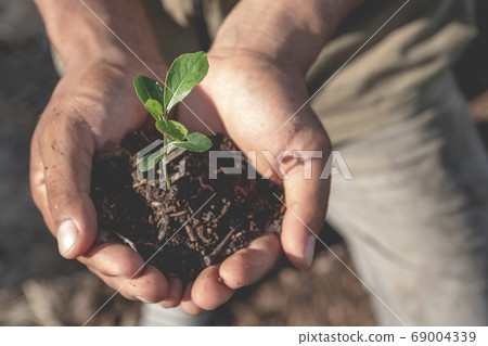 Young plants and the soil in farmer's hands holding is ready to plant concept eco earth day Young plants and the soil in farmer's hands holding is ready to plant concept eco earth day 69004339