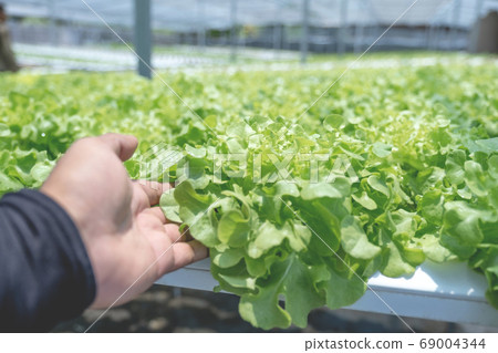 Salad vegetable in the hydroponic garden farm, healthy organic agriculture cultivation 69004344