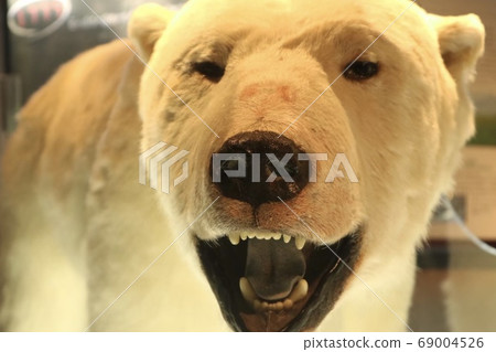 Polar bears Polar bears 69004526