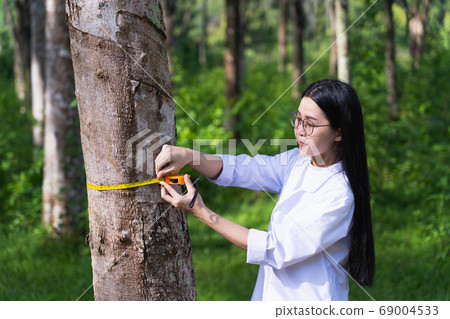 Female botanists in white coat at the forest.Young asian scientist woman looking at the bark of the rubber tree and measure the trunk size by using a tape measure researches rubber latex development 69004533