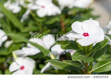 White periwinkle 69004569
