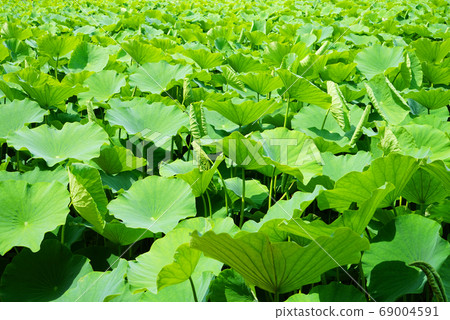 Landscape Landscape 69004591