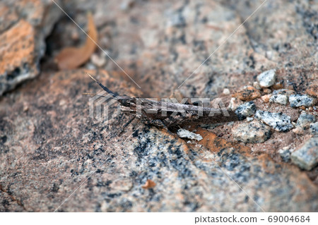 Mimicry in stone grasshopper from South Africa. 69004684