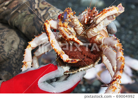 Far East Crab with caviar in the hands of the fisherman,  69004992