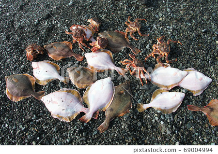 Flounder and crabs after fishing on the pebbly shore of the sea of Okhotsk, 69004994
