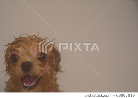 濕的小狗 濕的小狗 69005019