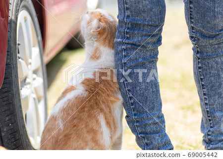 Cat snuggling 69005442