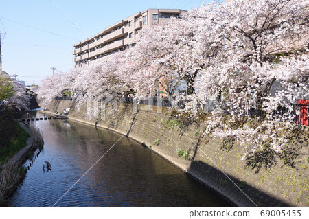 從大岡川市金橋上看的櫻花（橫濱市Gumyoji寺附近） 69005455