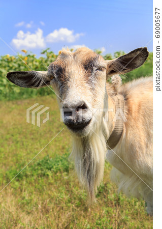 Portrait of goat grazing in the field on a summer 69005677