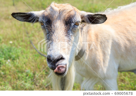 Goat showing tongue. Goat grazing in the field on 69005678