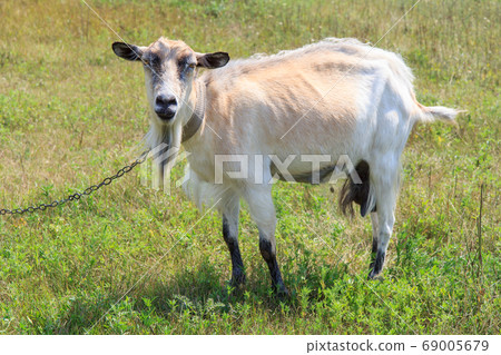 Goat grazing in the field on a summer day 69005679