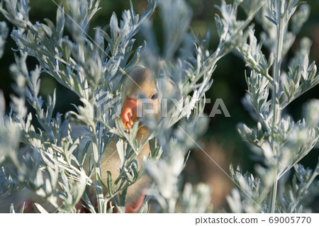 Young goose is walking between sagebrush. 69005770