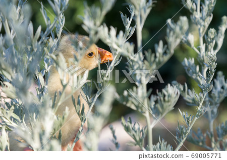 Young goose is walking between sagebrush. 69005771