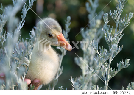 Young goose is walking between sagebrush. 69005772
