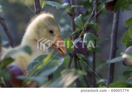 Young goose is walking in a backyard. 69005774